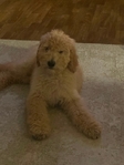 Standard Poodle