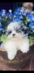 Shihpoo Female Blue Merle Shihtzu & toy poodle mix.