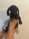 Mini dachshunds