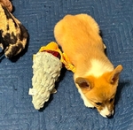 Pembroke corgi pip
