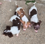 CHIWEENIE  CUTE  PUPPIES 7 WEEKS OLD