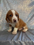 Beagle puppies AKC