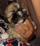 Shihtzu