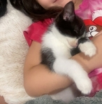 Female Kitten