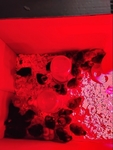 Baby chicks