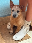 Blue & Red Heeler puppies