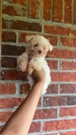 Toy Maltes puppy