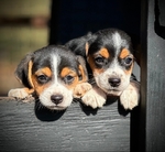 Beagle Puppies 6 weeks old
