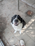 Australian Sheppard Mix Free To a Good Home