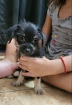 Adorable puppies looking for their fur-ever homes!!