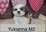 Shih Tzu's and Maltese $100 @ up