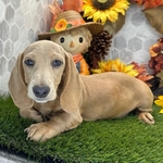 AKC Registered Cream Dachshund Male – Kasper