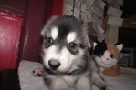 wolf hybrids for sale