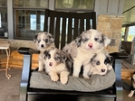 Border Aussie puppies