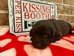 AKC LABRADOR PUPPIES $650