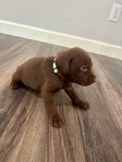 AKC Registered Chocolate Lab Puppies