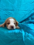 Beagle puppies AKC