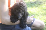 Goldendoodle Puppies