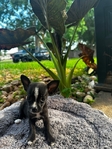 Chihuahua puppies