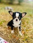 Chihuahua elite puppies / Applehead females