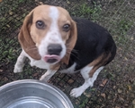 Beagle lemon males pups