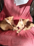 Free Kittens