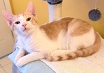 Boy Kitten Affectionate Friendly Purrs