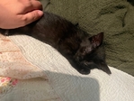 Black Baby Kitten