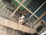 Australian shepherd