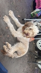 Female goldendoodle