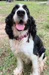 AKC ENGLISH SPRINGER SPANIEL