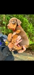Doberman Puppies for sale
