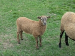 Sheep for sale