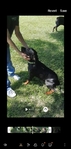 Rottweiler puppy