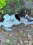 Pure bred GSP Puppies Ready to go
