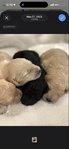 Golden Doodle