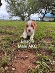 Beagle puppies AKC