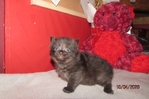 ragdoll kittens for sale