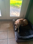 Black Mouth Cur/Yellow Lab