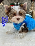 AKC Micro Male Chocolate Parti Yorkies