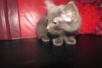 ragdoll kittens for sale