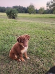 Registered Standard Australian Shepherds