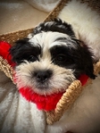 Shih tzu puppy!