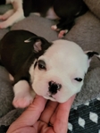Miniature Boston Terrier Puppies!
Perfect for Christmas!!