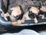 Pug fur Babys