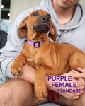 Rhodesian Ridgeback Puppies for Sale