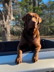 Akc Labrador / Lab Puppies