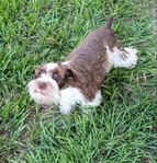 AKC Reg Miniature Schnauzer