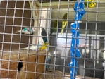 Parakeets for Sale