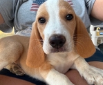 Beagle Male AKC